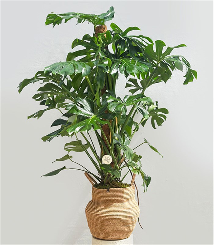 Monstera Deliciosa Doğal Jüt Sepette Deve Tabanı 190 cm Grand Deluxe