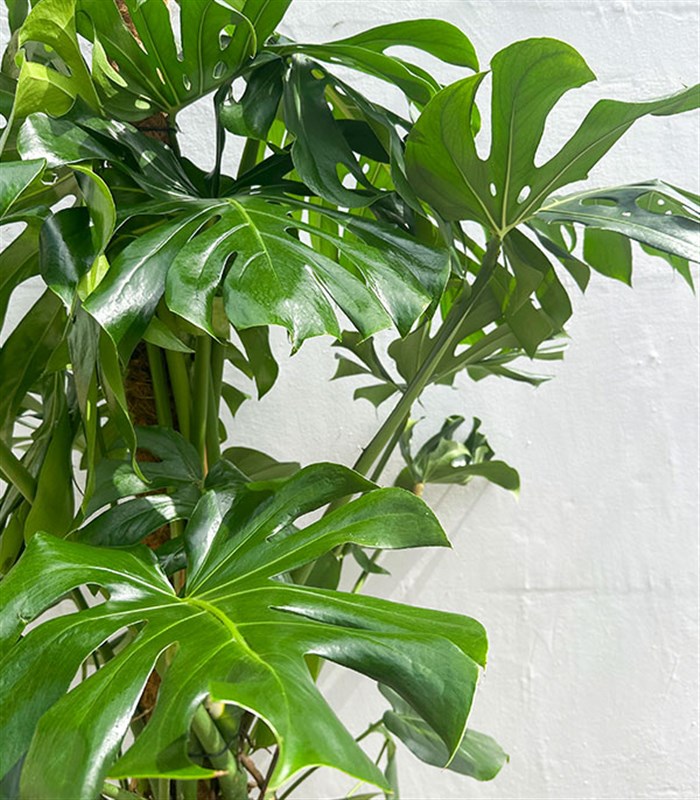 Monstera Deliciosa Doğal Jüt Sepette Deve Tabanı 190 cm Grand Deluxe
