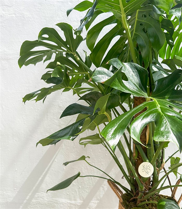 Monstera Deliciosa Doğal Jüt Sepette Deve Tabanı 190 cm Grand Deluxe