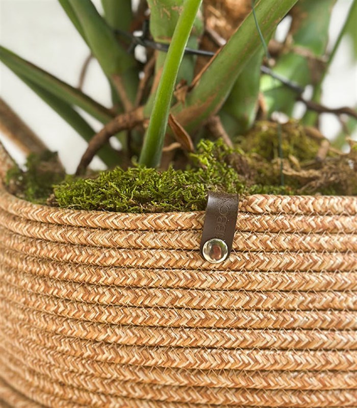 Monstera Deliciosa Doğal Jüt Sepette Deve Tabanı 190 cm Grand Deluxe