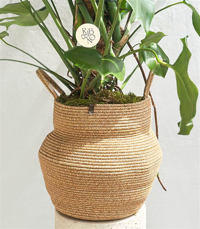 Monstera Deliciosa Doğal Jüt Sepette Deve Tabanı 190 cm Grand Deluxe