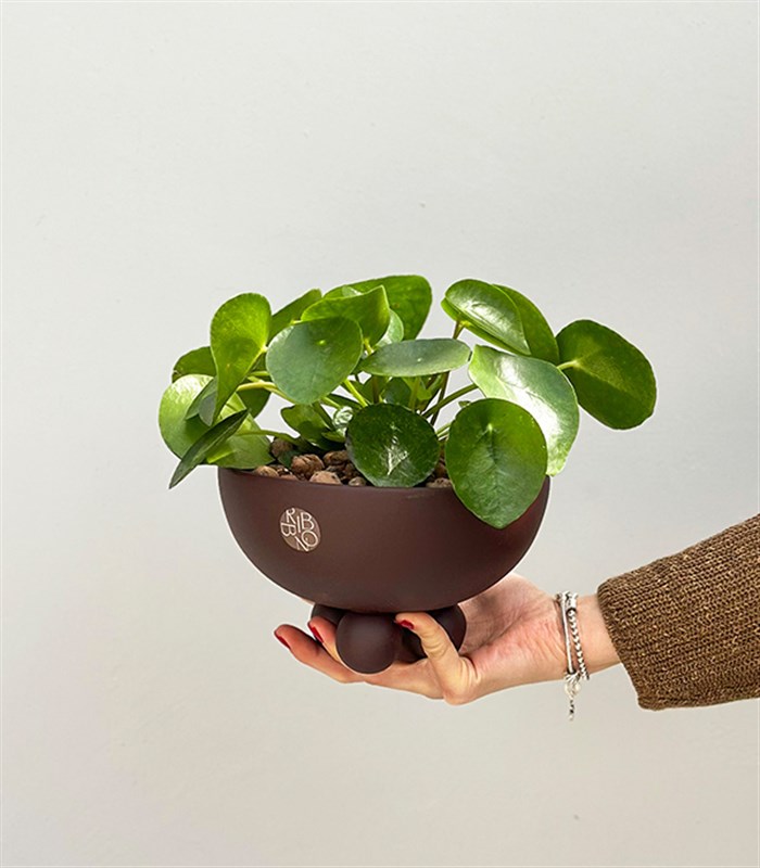 Pilea Peperomioides Kahverengi Ayaklı Seramik Saksıda Çin Para Çiçeği