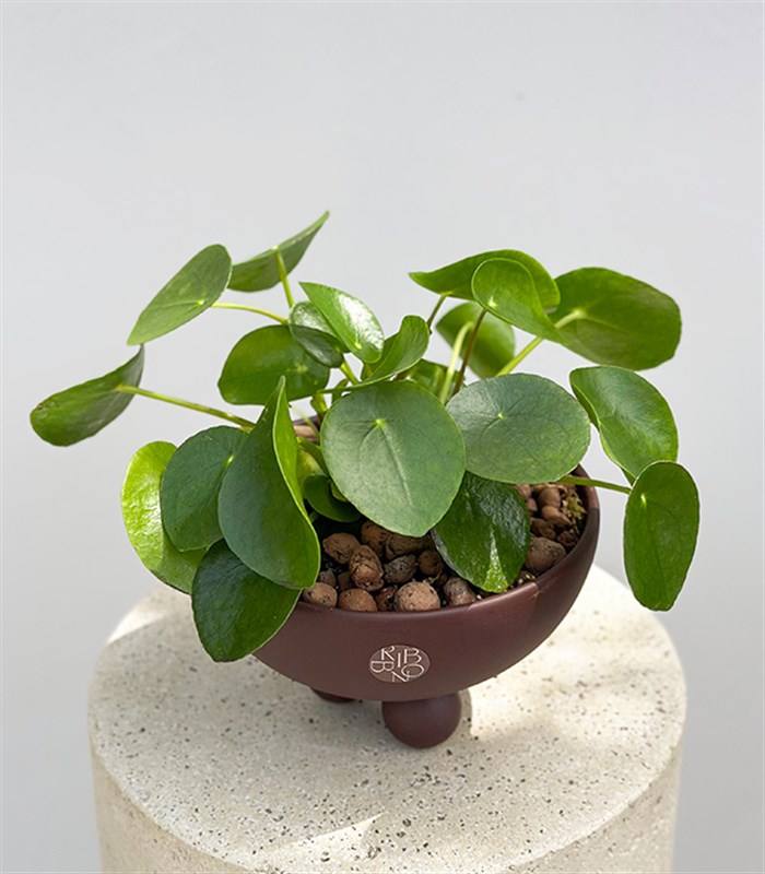 Pilea Peperomioides Kahverengi Ayaklı Seramik Saksıda Çin Para Çiçeği