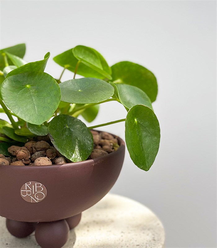 Pilea Peperomioides Kahverengi Ayaklı Seramik Saksıda Çin Para Çiçeği