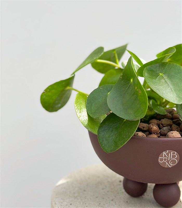 Pilea Peperomioides Kahverengi Ayaklı Seramik Saksıda Çin Para Çiçeği