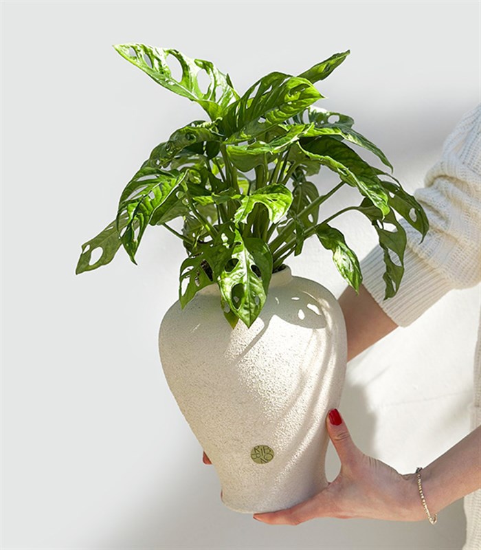 Sarmaşık Deve Tabanı Seramik Küp Saksıda Monstera Adansonii Monkey Mask
