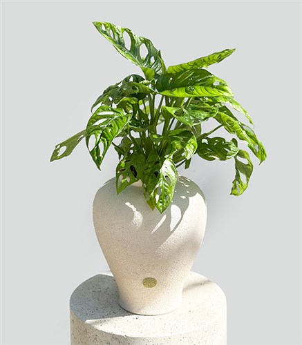 Sarmaşık Deve Tabanı Seramik Küp Saksıda Monstera Adansonii Monkey Mask
