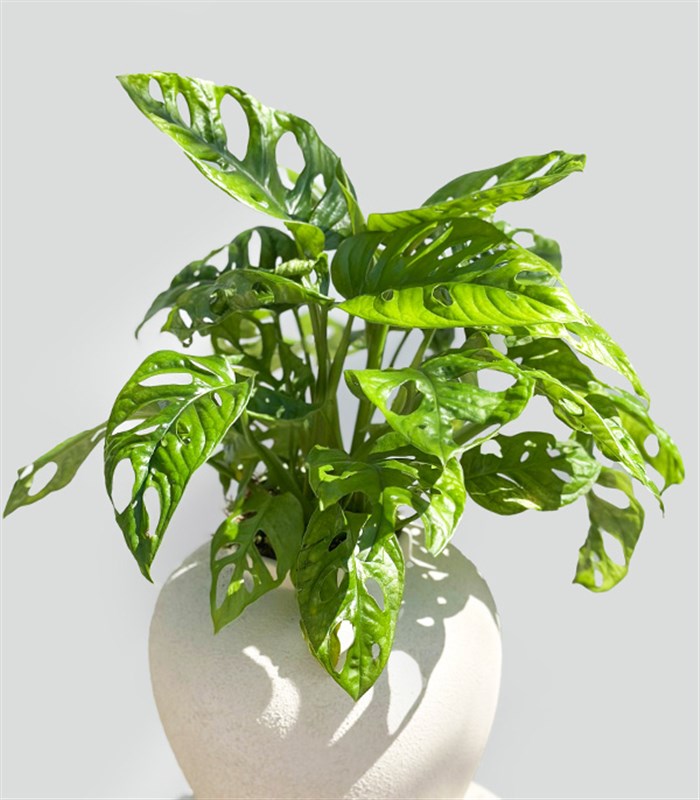 Sarmaşık Deve Tabanı Seramik Küp Saksıda Monstera Adansonii Monkey Mask