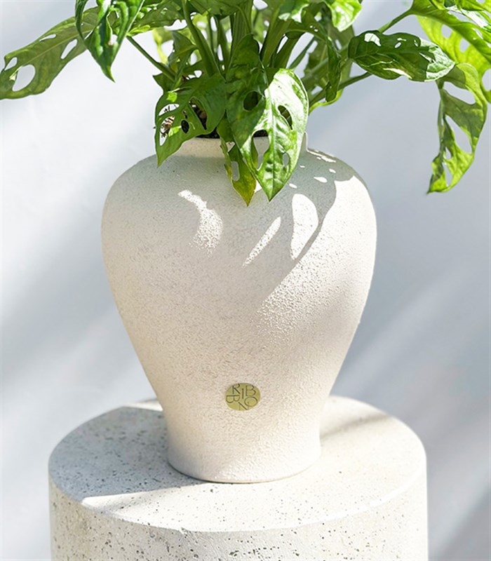 Sarmaşık Deve Tabanı Seramik Küp Saksıda Monstera Adansonii Monkey Mask