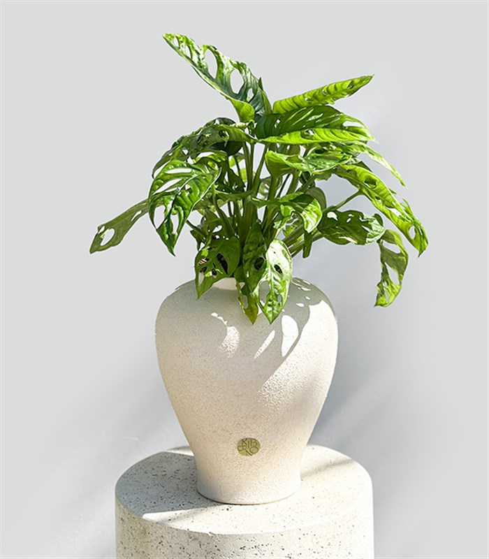 Sarmaşık Deve Tabanı Seramik Küp Saksıda Monstera Adansonii Monkey Mask