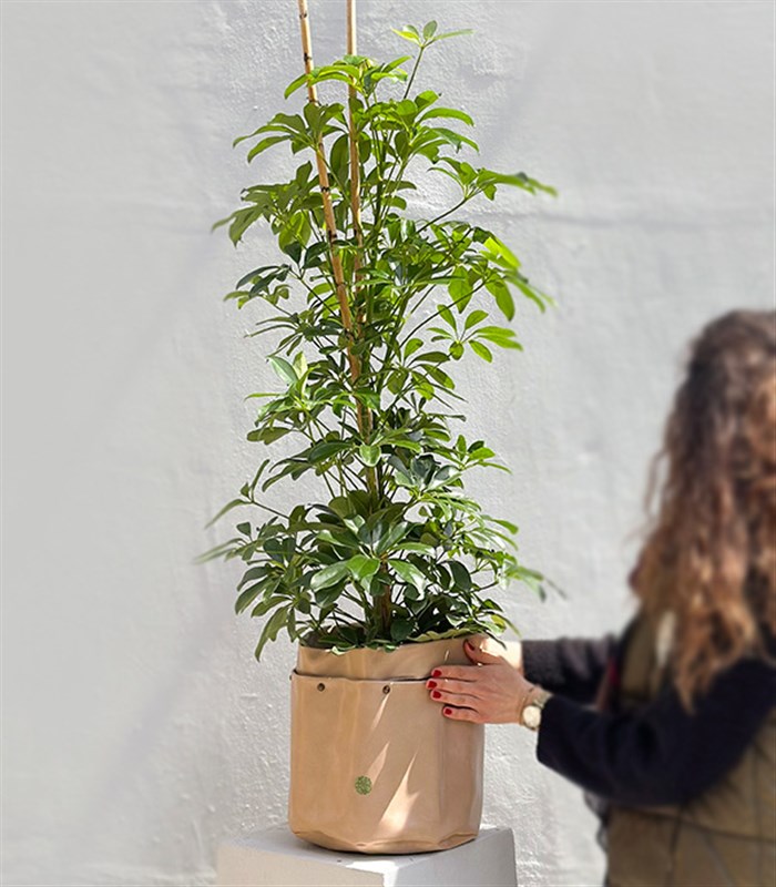 Krem Deri Saksıda Schefflera Şeflera Bitkisi 120 cm