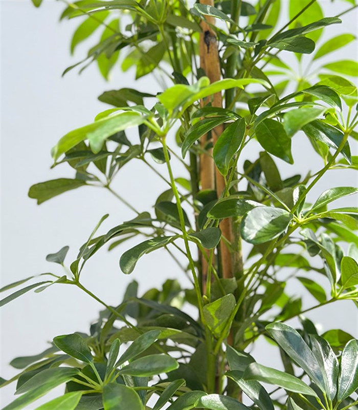 Krem Deri Saksıda Schefflera Şeflera Bitkisi 120 cm