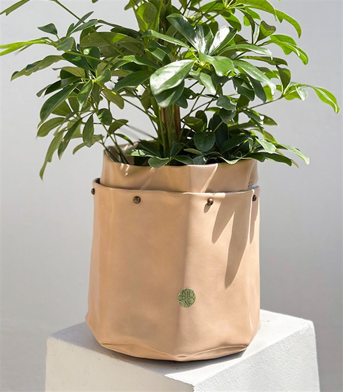 Krem Deri Saksıda Schefflera Şeflera Bitkisi 120 cm