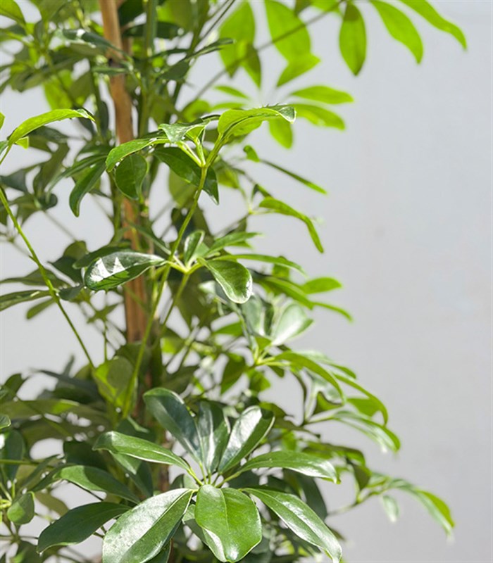 Krem Deri Saksıda Schefflera Şeflera Bitkisi 120 cm