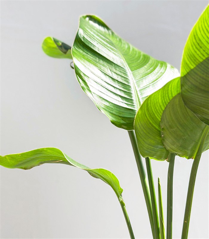 Strelitzia Kahverengi Deri Saksıda Starliçe Cennet Kuşu Bitkisi 100 cm