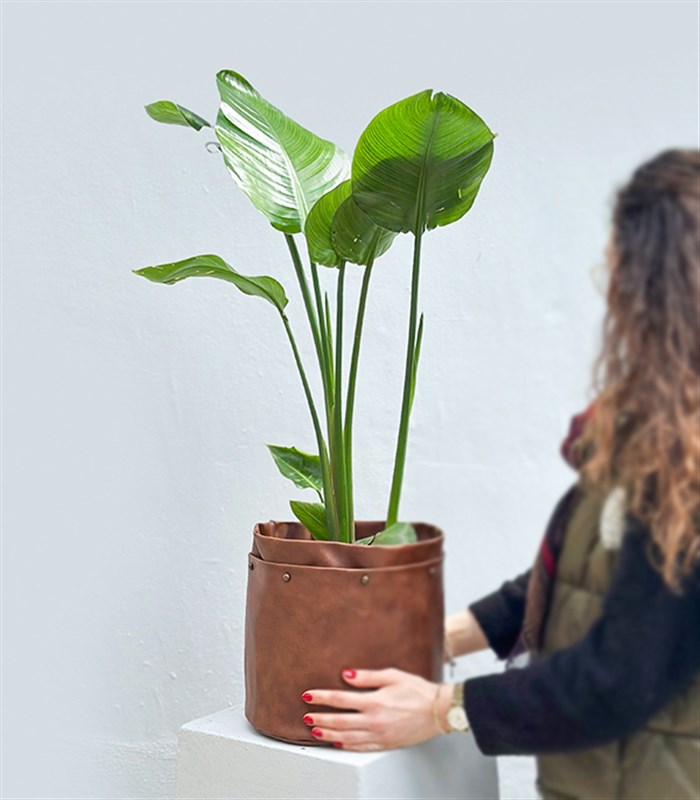 Strelitzia Kahverengi Deri Saksıda Starliçe Cennet Kuşu Bitkisi 100 cm