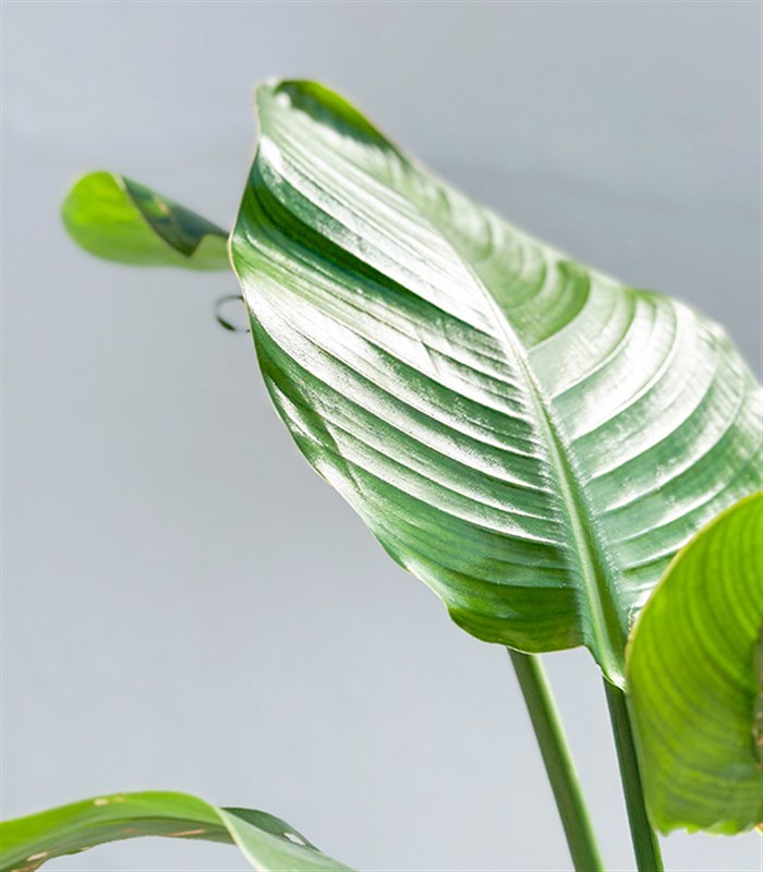 Strelitzia Kahverengi Deri Saksıda Starliçe Cennet Kuşu Bitkisi 100 cm