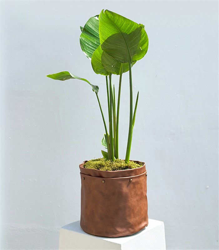 Strelitzia Kahverengi Deri Saksıda Starliçe Cennet Kuşu Bitkisi 100 cm