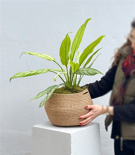 Aglaonema Silver Queen Chinese Evergreen Plant in Natural Jute Basket