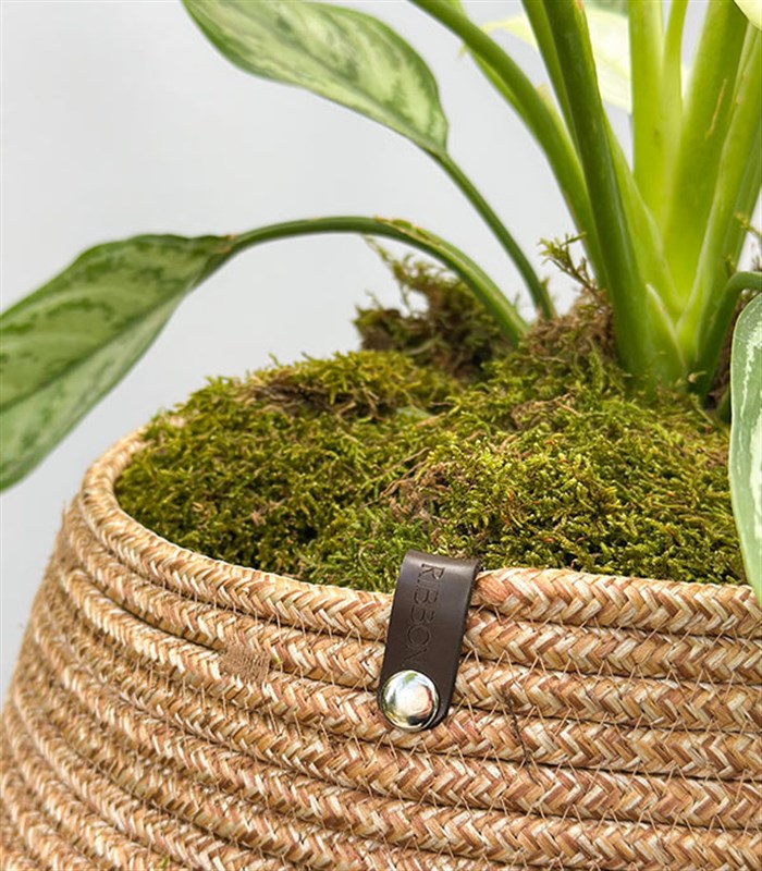 Aglaonema Silver Queen Doğal Jüt Sepette Çin Herdemyeşili Bitkisi