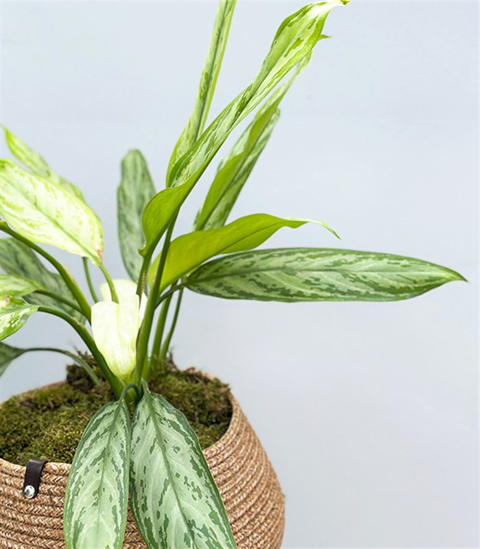 Aglaonema Silver Queen Doğal Jüt Sepette Çin Herdemyeşili Bitkisi