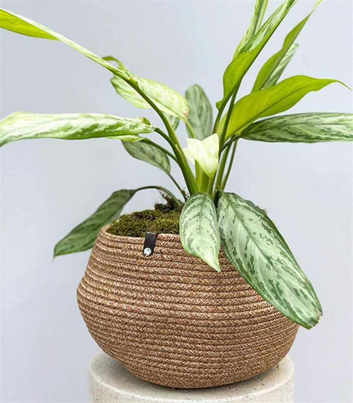 Aglaonema Silver Queen Doğal Jüt Sepette Çin Herdemyeşili Bitkisi