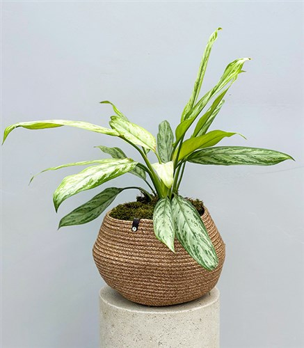 Aglaonema Silver Queen Chinese Evergreen Plant in Natural Jute Basket