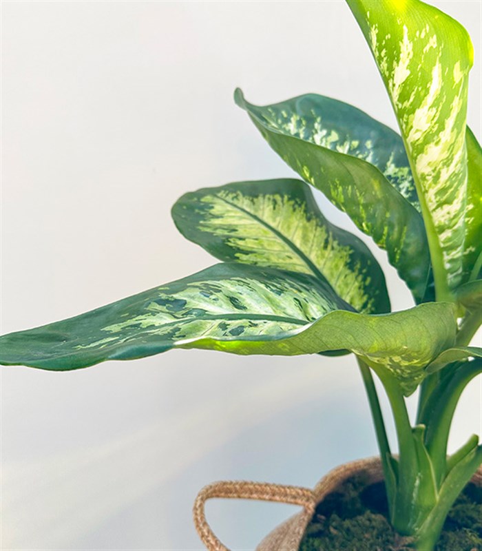 Diffenbahia Doğal Jüt Sepette Difenbahya Bitkisi 100 cm