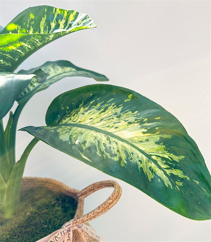 Diffenbahia Doğal Jüt Sepette Difenbahya Bitkisi 100 cm