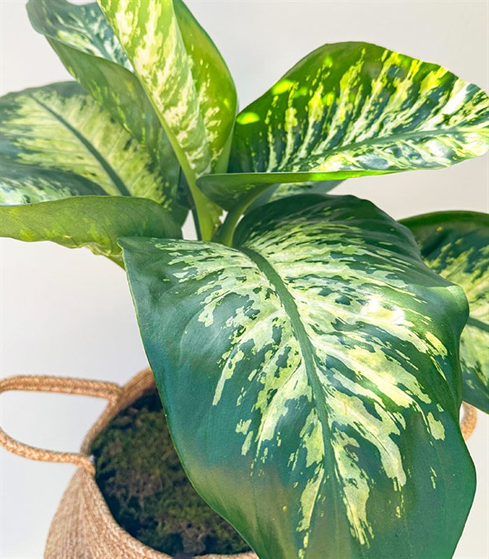 Diffenbahia Doğal Jüt Sepette Difenbahya Bitkisi 100 cm