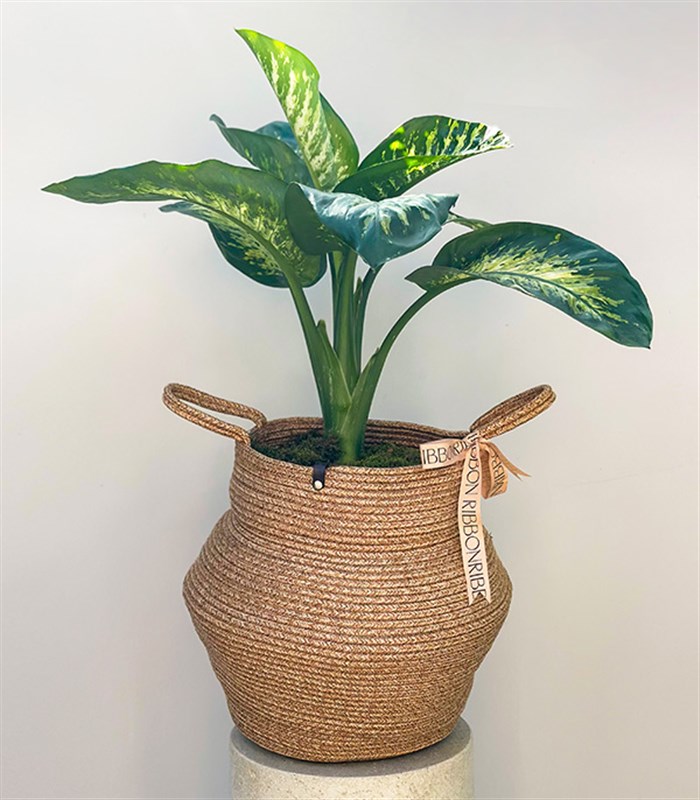 Diffenbahia Doğal Jüt Sepette Difenbahya Bitkisi 100 cm