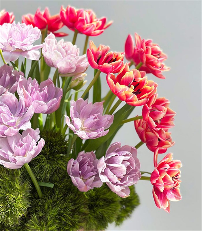 Keukenhof Şeker Pembe Kutuda Pembe Lila Lale Bahçesi