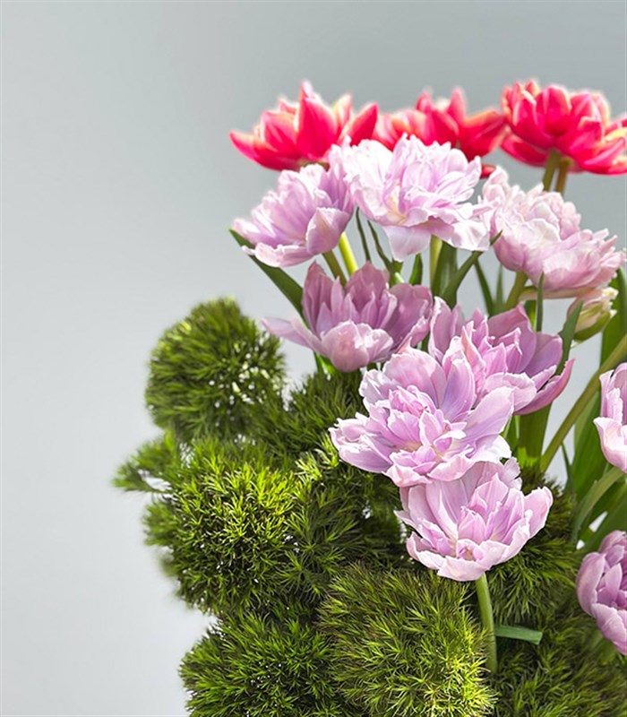 Keukenhof Şeker Pembe Kutuda Pembe Lila Lale Bahçesi