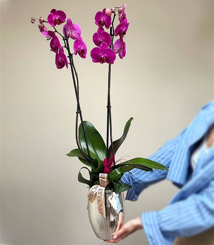 Luxe Silver Ayna Efektli Uzun Vazoda Fuşya Orkide 2 Dallı
