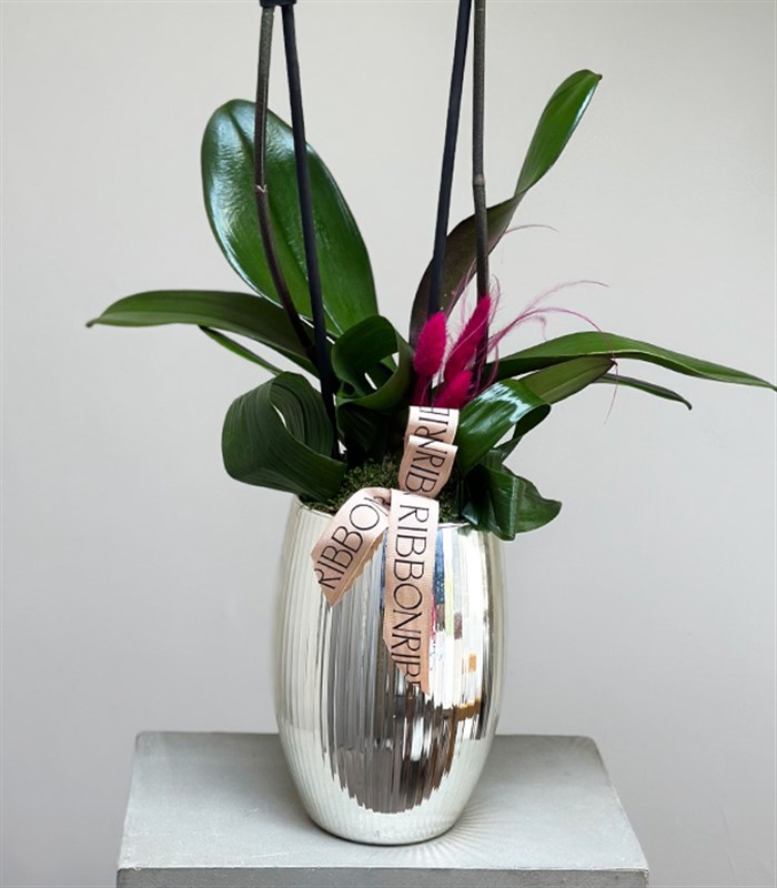 Luxe Silver Ayna Efektli Uzun Vazoda Fuşya Orkide 2 Dallı