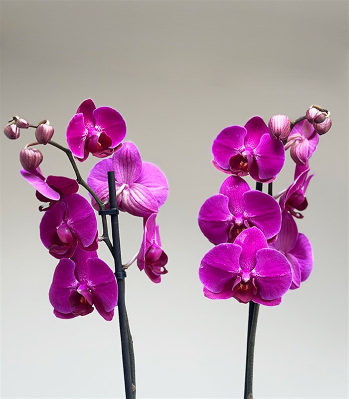 Luxe Silver Ayna Efektli Uzun Vazoda Fuşya Orkide 2 Dallı