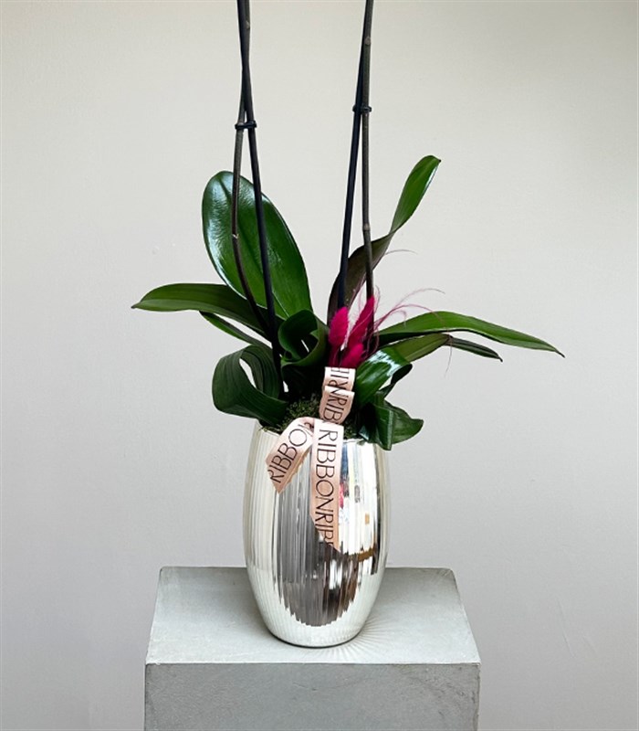 Luxe Silver Ayna Efektli Uzun Vazoda Fuşya Orkide 2 Dallı