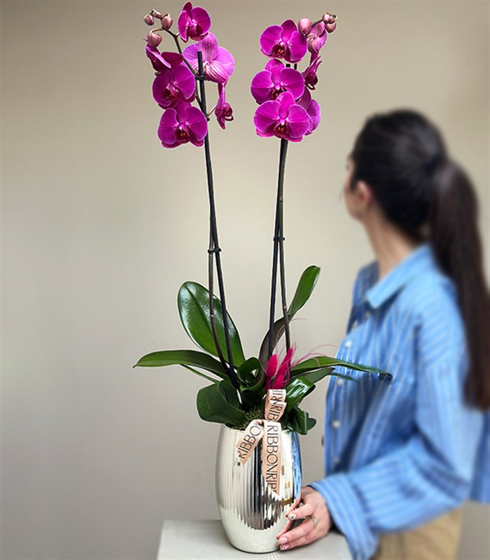 Luxe Silver Ayna Efektli Uzun Vazoda Fuşya Orkide 2 Dallı