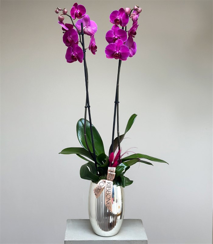 Luxe Silver Ayna Efektli Uzun Vazoda Fuşya Orkide 2 Dallı