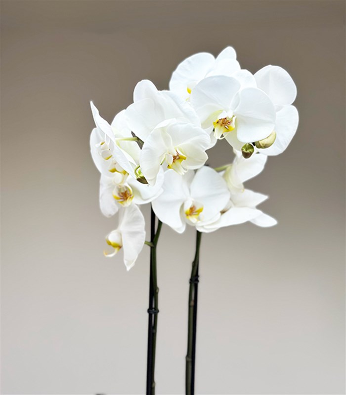 Luxe Mat Siyah Uzun Vazoda Beyaz Orkide 2 Dallı