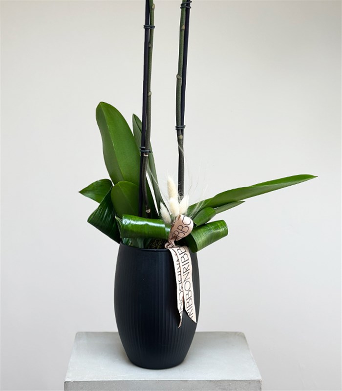 Luxe Mat Siyah Uzun Vazoda Beyaz Orkide 2 Dallı