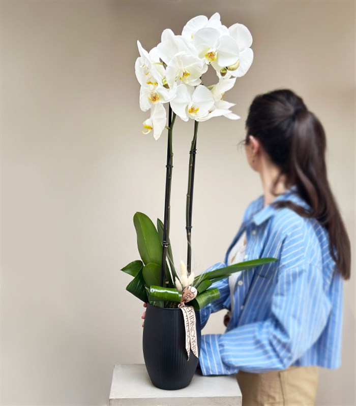 Luxe Mat Siyah Uzun Vazoda Beyaz Orkide 2 Dallı