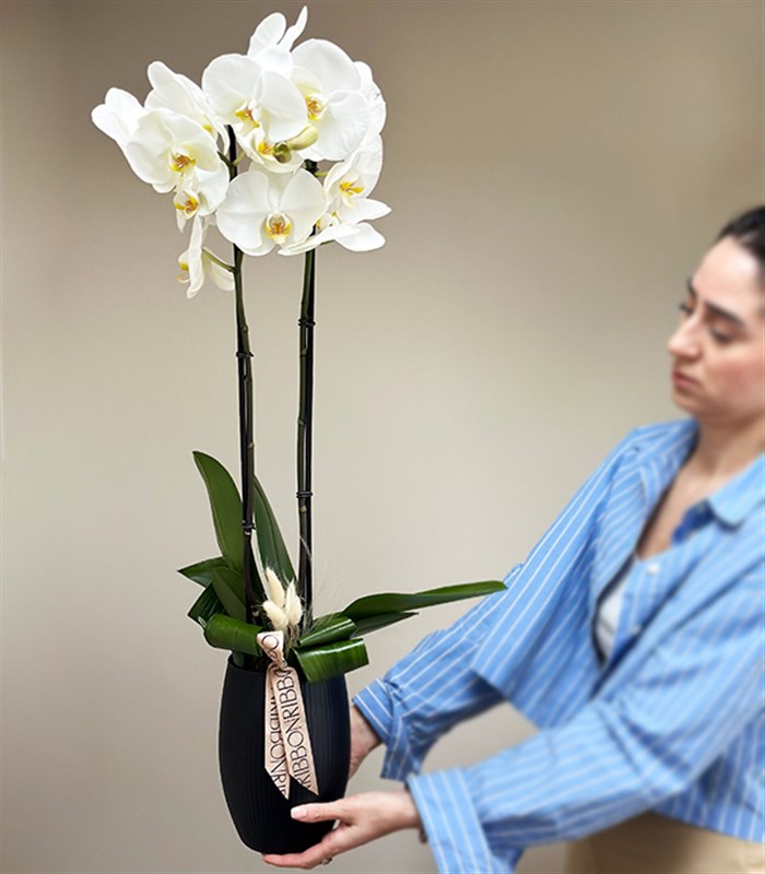 Luxe Mat Siyah Uzun Vazoda Beyaz Orkide 2 Dallı