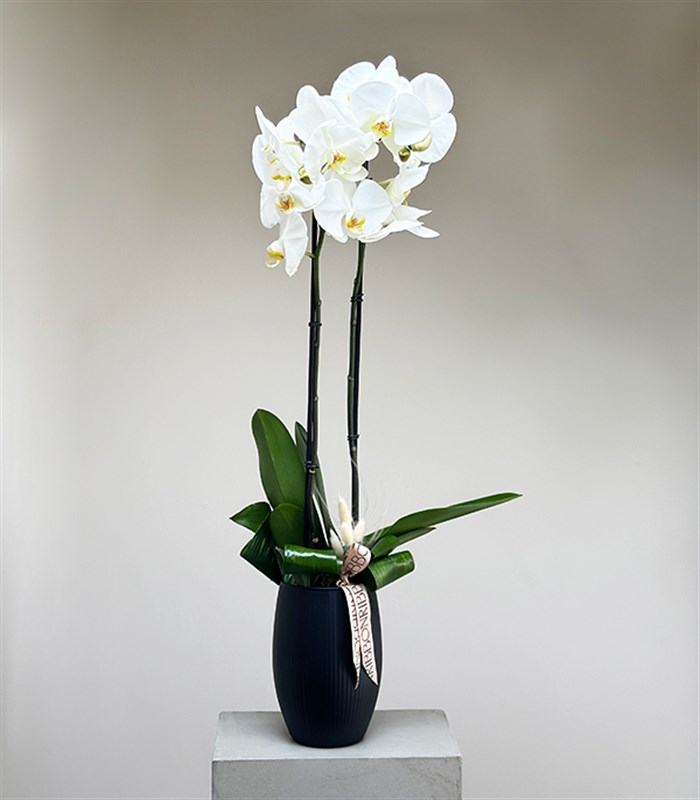 Luxe Mat Siyah Uzun Vazoda Beyaz Orkide 2 Dallı