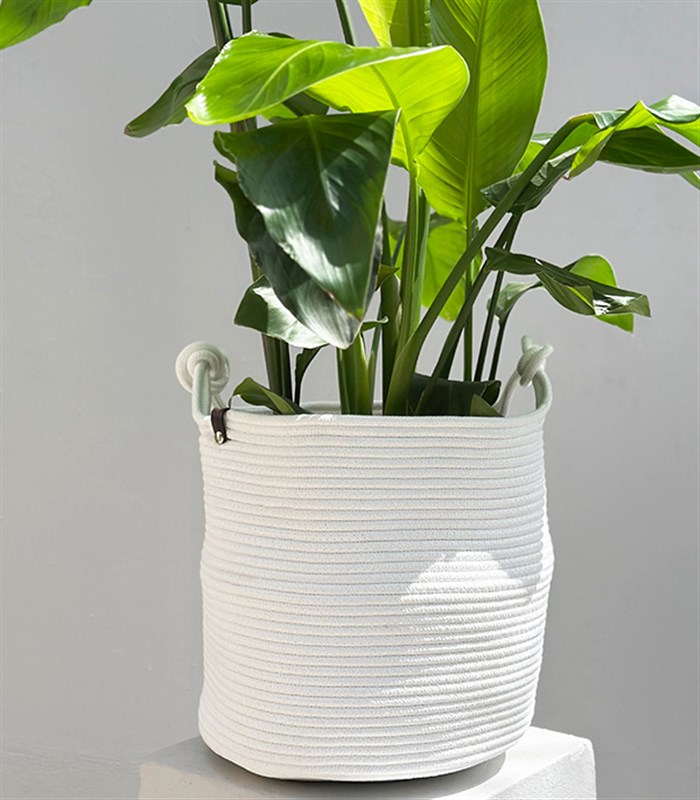 Strelitzia Beyaz Sepette Starliçe Cennet Kuşu Bitkisi 100 cm