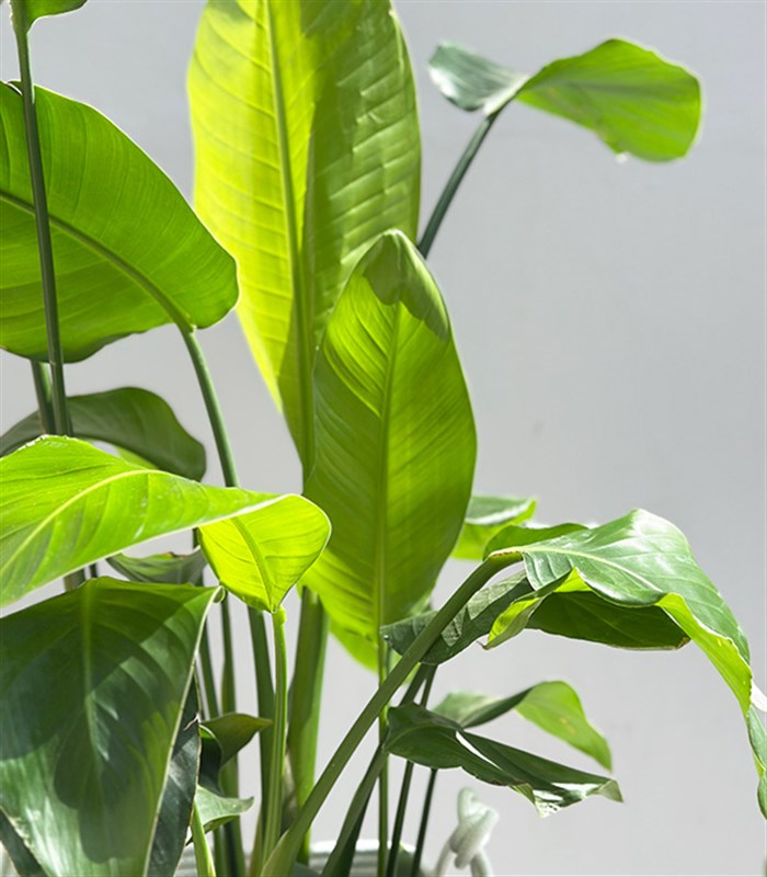 Strelitzia Beyaz Sepette Starliçe Cennet Kuşu Bitkisi 100 cm