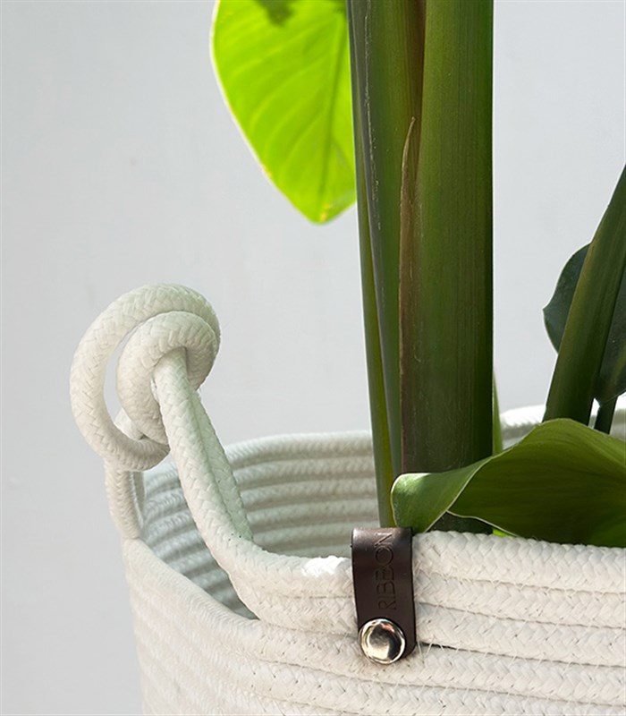 Strelitzia Beyaz Sepette Starliçe Cennet Kuşu Bitkisi 100 cm