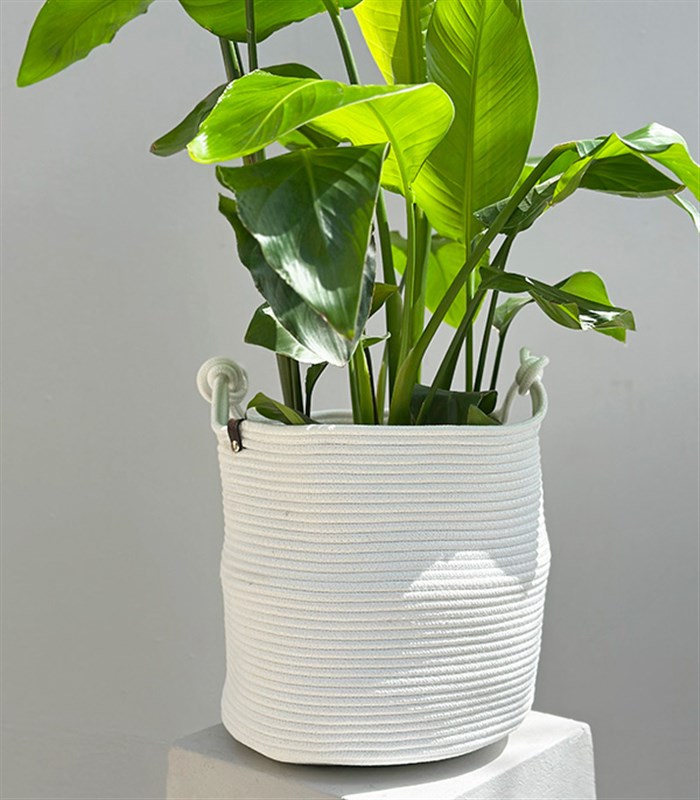 Strelitzia Beyaz Sepette Starliçe Cennet Kuşu Bitkisi 100 cm