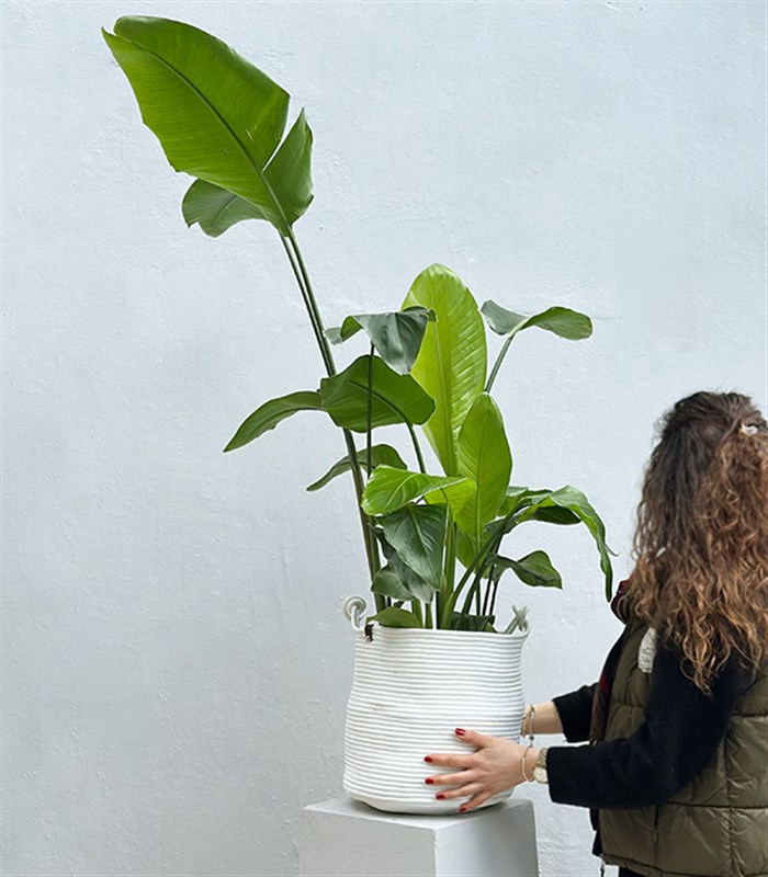 Strelitzia Beyaz Sepette Starliçe Cennet Kuşu Bitkisi 100 cm