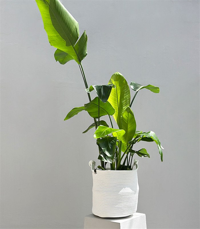 Strelitzia Beyaz Sepette Starliçe Cennet Kuşu Bitkisi 100 cm